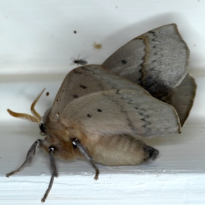 Anthela varia at Ainslie, ACT - 11 Nov 2020 10:20 PM