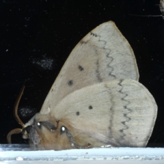 Anthela varia at Ainslie, ACT - 11 Nov 2020 10:20 PM