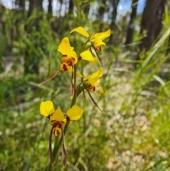 Diuris sulphurea (Tiger Orchid) at Sutton, NSW - 11 Nov 2020 by RobynHall
