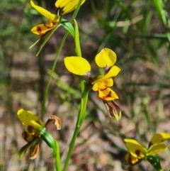 Diuris sulphurea (Tiger Orchid) at Crace, ACT - 10 Nov 2020 by RobynHall