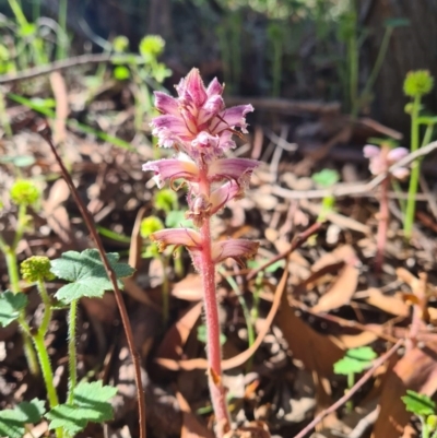 Orobanche minor (Broomrape) at Crace, ACT - 10 Nov 2020 by RobynHall