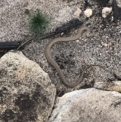 Pseudonaja textilis (Eastern Brown Snake) at Cotter River, ACT - 10 Nov 2020 by BrianH