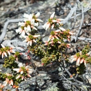 Epacris robusta at Cotter River, ACT - 10 Nov 2020