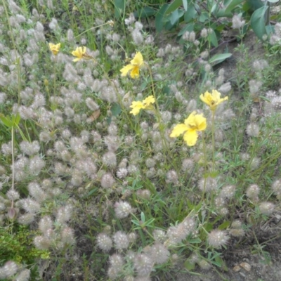 Goodenia paradoxa (Spur Goodenia) at Booth, ACT - 12 Nov 2020 by JBrickhill