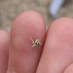 Araneus circulissparsus (species group) at Cotter River, ACT - 6 Nov 2020