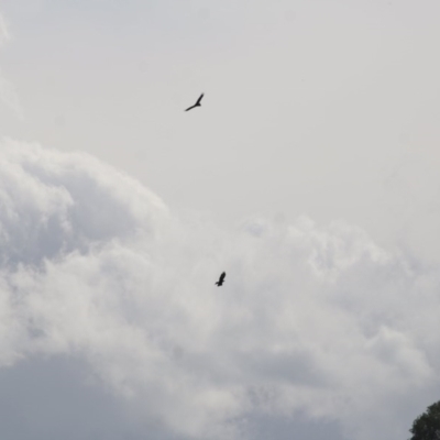 Aquila audax (Wedge-tailed Eagle) at Wodonga, VIC - 12 Nov 2020 by KylieWaldon