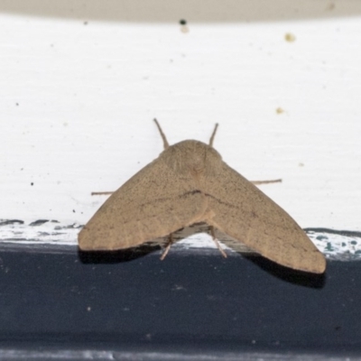 Arhodia lasiocamparia (Pink Arhodia (Oenochrominae)) at Higgins, ACT - 12 Oct 2020 by AlisonMilton