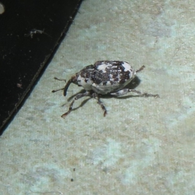 Mogulones larvatus (Paterson's curse crown weevil) at Flynn, ACT - 12 Nov 2020 by Christine