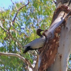 Chenonetta jubata (Australian Wood Duck) at GG165 - 9 Nov 2020 by LisaH