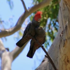 Callocephalon fimbriatum (Gang-gang Cockatoo) at Hughes, ACT - 10 Nov 2020 by LisaH