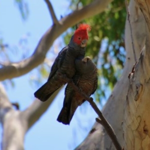 Callocephalon fimbriatum at Hughes, ACT - 10 Nov 2020