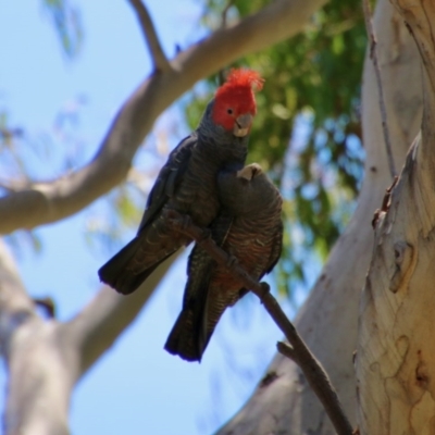 Callocephalon fimbriatum (Gang-gang Cockatoo) at Hughes, ACT - 10 Nov 2020 by LisaH