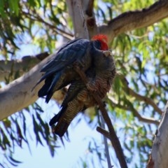 Callocephalon fimbriatum at Hughes, ACT - 10 Nov 2020