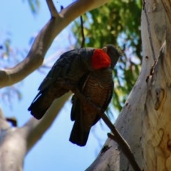 Callocephalon fimbriatum at Hughes, ACT - 10 Nov 2020