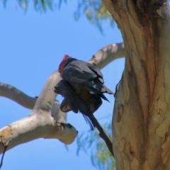 Callocephalon fimbriatum at Hughes, ACT - 10 Nov 2020