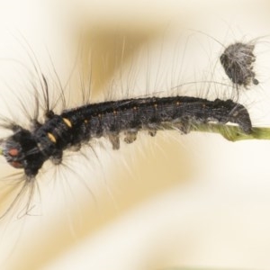 Pararguda (genus) at Scullin, ACT - 4 Nov 2020