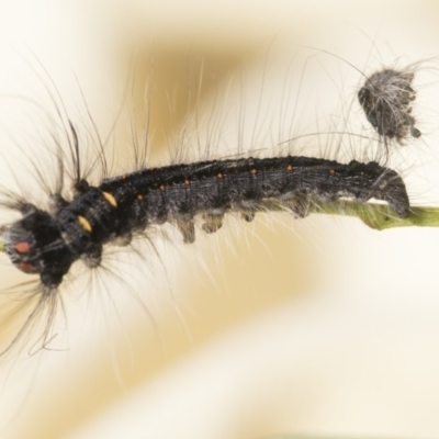 Pararguda (genus) at Scullin, ACT - 4 Nov 2020 by AlisonMilton