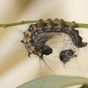 Pararguda (genus) at Scullin, ACT - 4 Nov 2020