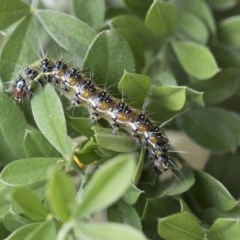 Uresiphita ornithopteralis (Tree Lucerne Moth) at Higgins, ACT - 6 Nov 2020 by AlisonMilton