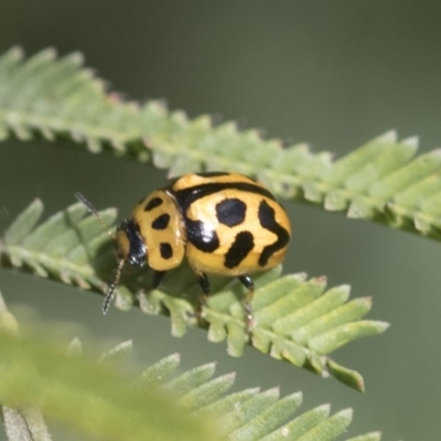 Peltoschema oceanica (Oceanica leaf beetle) at Forde, ACT - 7 Nov 2020 by AlisonMilton