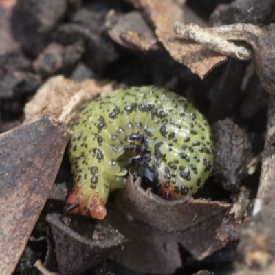 Paropsisterna beata (Blessed Leaf Beetle) at Forde, ACT - 7 Nov 2020 by AlisonMilton