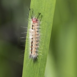 Orgyia anartoides at Acton, ACT - 10 Nov 2020