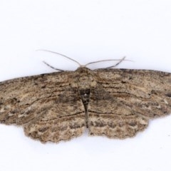 Ectropis excursaria (Common Bark Moth) at Higgins, ACT - 14 Oct 2020 by AlisonMilton