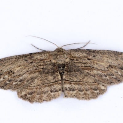 Ectropis excursaria (Common Bark Moth) at Higgins, ACT - 14 Oct 2020 by AlisonMilton