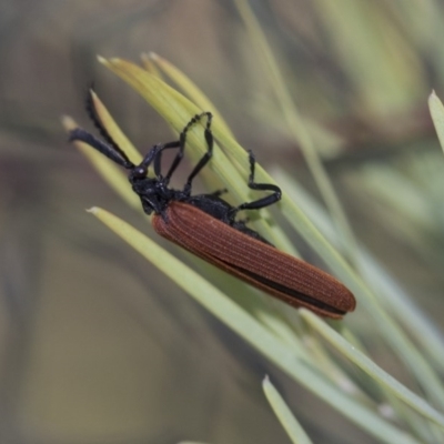 Porrostoma rhipidium (Long-nosed Lycid (Net-winged) beetle) at Scullin, ACT - 7 Nov 2020 by AlisonMilton