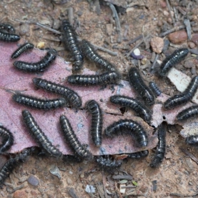 Lagriini sp. (tribe) (Unidentified lagriine darkling beetle) at O'Connor, ACT - 12 Nov 2020 by ConBoekel