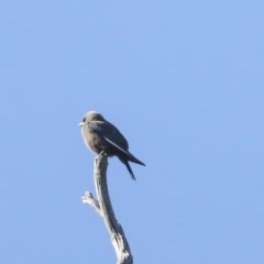 Artamus cyanopterus (Dusky Woodswallow) at Hawker, ACT - 7 Nov 2020 by Alison Milton