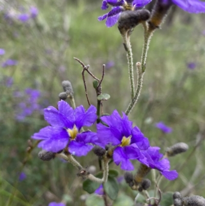 Dampiera purpurea (Purple Dampiera) at Berrima - 1 Nov 2020 by GlossyGal