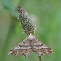 Dissomorphia australiaria (Dashed Geometrid, Ennominae) at O'Connor, ACT - 12 Nov 2020 by ConBoekel