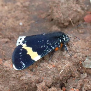 Eutrichopidia latinus at O'Connor, ACT - 12 Nov 2020 02:50 PM