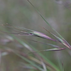 Themeda triandra (Kangaroo Grass) at O'Connor, ACT - 12 Nov 2020 by ConBoekel