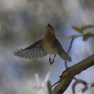 Myiagra rubecula at Weetangera, ACT - 8 Nov 2020