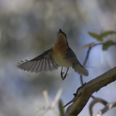 Myiagra rubecula (Leaden Flycatcher) at The Pinnacle - 8 Nov 2020 by AlisonMilton