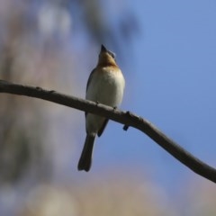 Myiagra rubecula at Weetangera, ACT - 8 Nov 2020