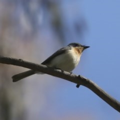 Myiagra rubecula at Weetangera, ACT - 8 Nov 2020