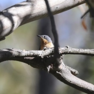 Myiagra rubecula at Weetangera, ACT - 8 Nov 2020