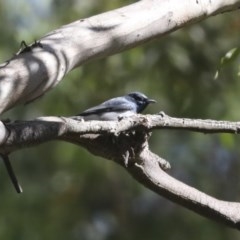 Myiagra rubecula at Weetangera, ACT - 8 Nov 2020