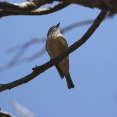 Pachycephala rufiventris (Rufous Whistler) at Hawker, ACT - 7 Nov 2020 by Alison Milton