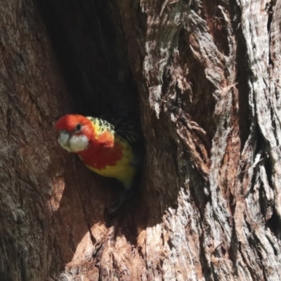 Platycercus eximius (Eastern Rosella) at Hawker, ACT - 7 Nov 2020 by AlisonMilton