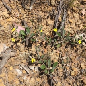 Goodenia hederacea at Hackett, ACT - 7 Nov 2020