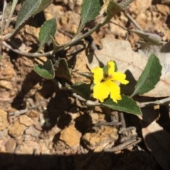 Goodenia hederacea at Hackett, ACT - 7 Nov 2020