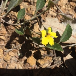 Goodenia hederacea at Hackett, ACT - 7 Nov 2020