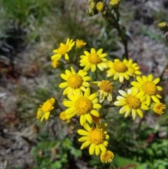 Senecio pinnatifolius var. alpinus at Bimberi, NSW - 9 Nov 2020