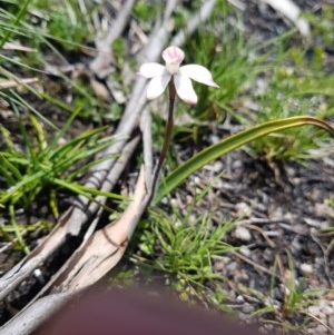 Caladenia alpina at Cotter River, ACT - 10 Nov 2020