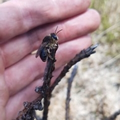 Leioproctus sp. (genus) (Plaster bee) at Bimberi, NSW - 9 Nov 2020 by nathkay