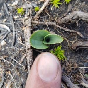 Chiloglottis sp. at Cotter River, ACT - suppressed